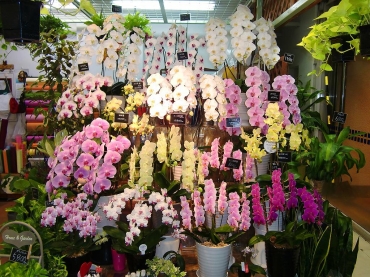 「花の店ルフラン」　（埼玉県富士見市）の花屋店舗写真4